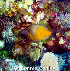 Whitespotted Filefish seen in Grand Cayman on August 2008... by Bonnie Conley 